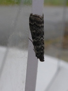 Dark Pine Knot-horn (Dioryctria abietella)