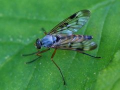 Snipe Flies (Rhagionidae)