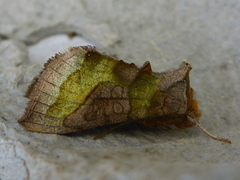 Burnished Brass (Diachrysia chrysitis)