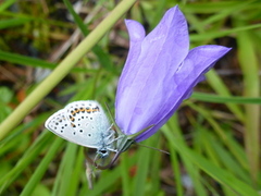 Idas blue (Plebejus idas)