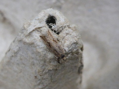 Tortrix moths (Tortricidae)