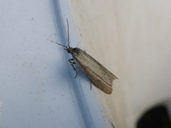 Tortrix moths (Tortricidae)