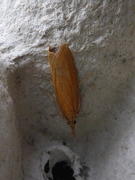 Wainscot Veneer (Chilo phragmitella)