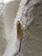 Large Long-horn (Nematopogon swammerdamella)