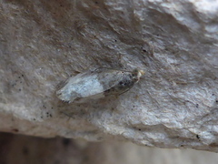 Hagerosevikler (Notocelia cynosbatella)