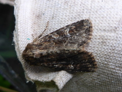 Owlet moths (Noctuidae)