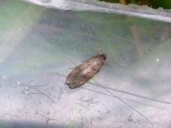 Twirler moths (Gelechiidae)