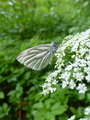 Rapssommerfugl (Pieris napi)