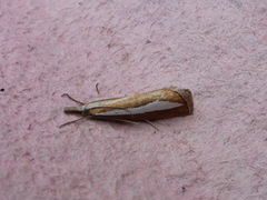 Pearl-band Grass Veneer (Catoptria margaritella)