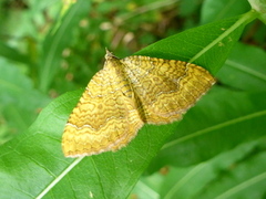 Yellow Shell (Camptogramma bilineata)