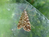 Flekkdammott (Elophila nymphaeata)