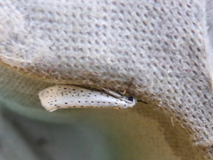 Heggspinnmøll (Yponomeuta evonymella)
