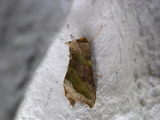 Større båndmetallfly (Diachrysia chrysitis)