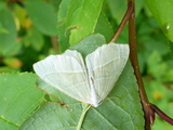 Løvskogmåler (Campaea margaritaria)