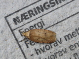 Agonopterix propinquella