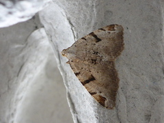 The V-Moth (Macaria wauaria)