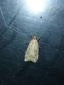 Blek mosemott (Eudonia pallida)