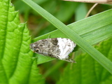 Grå knoppvikler (Hedya nubiferana)