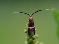 Small Barred Long-horn (Adela croesella)