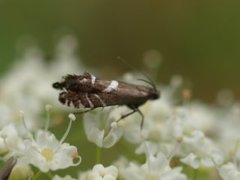 Cotton-grass Fanner (Glyphipterix haworthana)