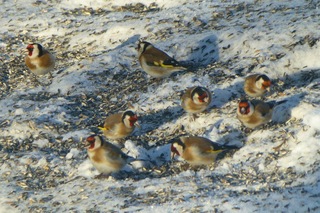 Stillits (Carduelis carduelis)