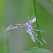Yarrow Plume (Gillmeria pallidactyla)