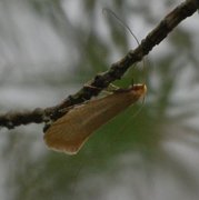 Large Long-horn (Nematopogon swammerdamella)