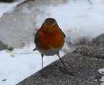 Rødstrupe (Erithacus rubecula)