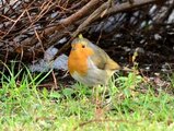 Rødstrupe (Erithacus rubecula)