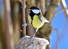 Kjøttmeis (Parus major)