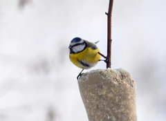 Blåmeis (Cyanistes caeruleus)