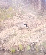 Canada Goose (Branta canadensis)