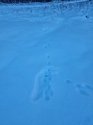 Mountain hare (Lepus timidus)