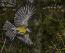 Kjøttmeis (Parus major)