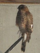 Eurasian Sparrowhawk (Accipiter nisus)