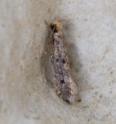 Case-bearing Clothes Moth (Tinea pellionella)