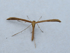 Common Plume (Emmelina monodactyla)