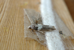 White-barred Groundling (Recurvaria leucatella)
