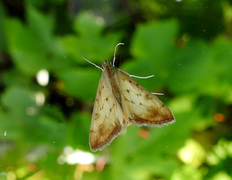 Marbled Yellow Pearl (Evergestis extimalis)