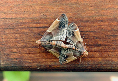 Meal Moth (Pyralis farinalis)