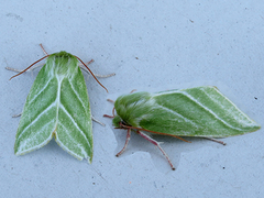 Green Silver-lines (Pseudoips prasinana)