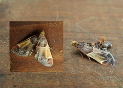 Meal Moth (Pyralis farinalis)