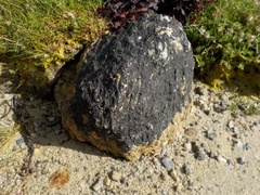 Tar lichen (Verrucaria maura)