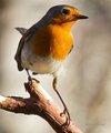 Rødstrupe (Erithacus rubecula)