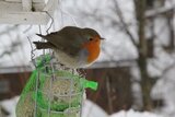 Rødstrupe (Erithacus rubecula)