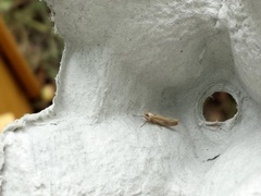 White-shouldered Smudge (Ypsolopha parenthesella)