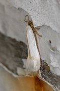 Sorrel Bent-wing (Opostega salaciella)