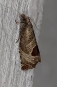 Bramble Shoot Moth (Notocelia uddmanniana)