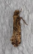 Large Clothes Moth (Morophaga choragella)