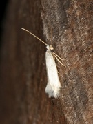 Sorrel Bent-wing (Opostega salaciella)